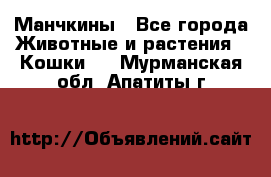 Манчкины - Все города Животные и растения » Кошки   . Мурманская обл.,Апатиты г.